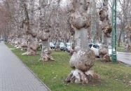 Kiskunfélegyházi platánsor Kiskunfélegyháza