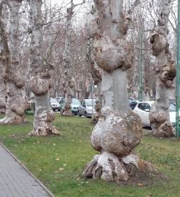 Kiskunfélegyházi platánsor