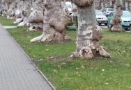 Kiskunfélegyházi platánsor Kiskunfélegyháza