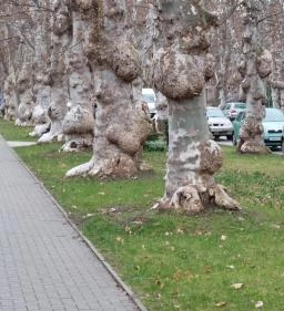 Kiskunfélegyházi platánsor