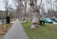 Kiskunfélegyházi platánsor Kiskunfélegyháza