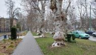 Kiskunfélegyházi platánsor Kiskunfélegyháza - Külső kép