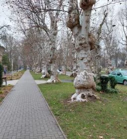 Kiskunfélegyházi platánsor