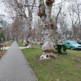 Kiskunfélegyházi platánsor, Kiskunfélegyháza - Külső kép