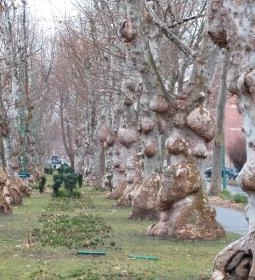 Kiskunfélegyházi platánsor