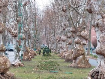 Kiskunfélegyházi platánsor Kiskunfélegyháza