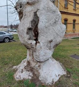 Kiskunfélegyházi platánsor