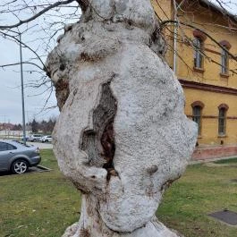 Kiskunfélegyházi platánsor, Kiskunfélegyháza - Egyéb