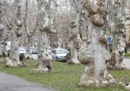 Kiskunfélegyházi platánsor Kiskunfélegyháza