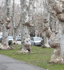 Kiskunfélegyházi platánsor