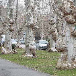 Kiskunfélegyházi platánsor, Kiskunfélegyháza - Külső kép