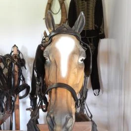 Kocsi Múzeum, Kocs - Egyéb