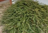 Kőhegyi-kilátó Zamárdi