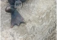 Kolodko: Békalábas usanka Budapest