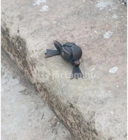 Kolodko: Békalábas usanka