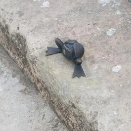 Kolodko: Békalábas usanka, Budapest - Egyéb