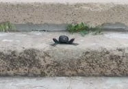 Kolodko: Békalábas usanka Budapest