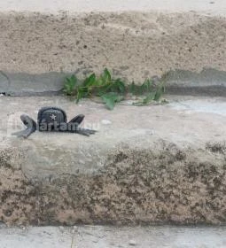 Kolodko: Békalábas usanka