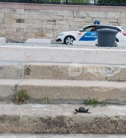 Kolodko: Békalábas usanka