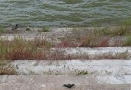 Kolodko: Békalábas usanka Budapest