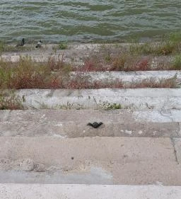 Kolodko: Békalábas usanka