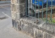 Kolodko: Dr. Bubó és a gyógyuló nyúl miniszobor Budapest