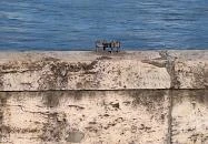 Kolodko: Dróntámadás miniszobor, Budapest Budapest