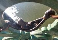 Kolodko: Ferenc József miniszobor Budapest