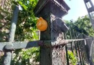 Kolodko: Garfield Budapest