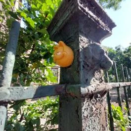 Kolodko: Garfield, Budapest - Egyéb