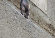 Kolodko: Micimackó Budapest