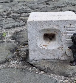 Kolodko: Pumukli miniszobor, Esztergom