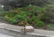 Kolodko: Utcazenész miniszobor Veszprém