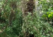 Kremsier-kastély Barcs