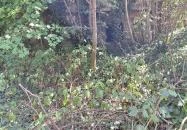 Kremsier-kastély Barcs