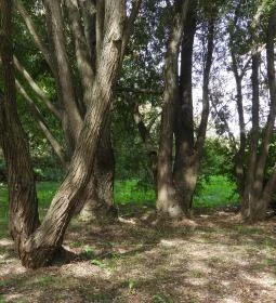 Krisna-völgy Indiai Kulturális Központ & Biofarm