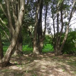 Krisna-völgy Indiai Kulturális Központ & Biofarm Somogyvámos - Külső kép