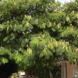 Krisna-völgy Indiai Kulturális Központ & Biofarm Somogyvámos - Egyéb