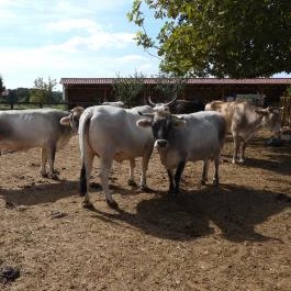 Krisna-völgy Indiai Kulturális Központ & Biofarm Somogyvámos - Egyéb