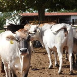 Krisna-völgy Indiai Kulturális Központ & Biofarm Somogyvámos - Egyéb