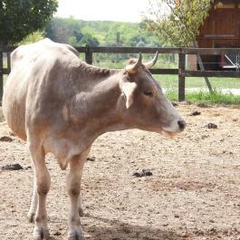 Krisna-völgy Indiai Kulturális Központ & Biofarm Somogyvámos - Egyéb