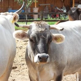 Krisna-völgy Indiai Kulturális Központ & Biofarm Somogyvámos - Egyéb