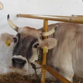 Krisna-völgy Indiai Kulturális Központ & Biofarm Somogyvámos - Egyéb