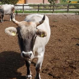 Krisna-völgy Indiai Kulturális Központ & Biofarm Somogyvámos - Egyéb