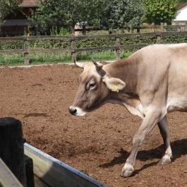 Krisna-völgy Indiai Kulturális Központ & Biofarm Somogyvámos - Egyéb