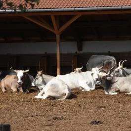 Krisna-völgy Indiai Kulturális Központ & Biofarm Somogyvámos - Egyéb