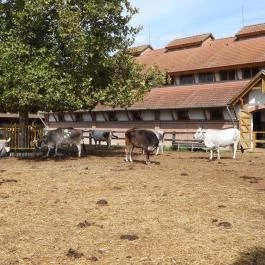 Krisna-völgy Indiai Kulturális Központ & Biofarm Somogyvámos - Egyéb