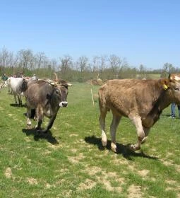 Krisna-völgy Indiai Kulturális Központ & Biofarm