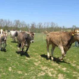 Krisna-völgy Indiai Kulturális Központ & Biofarm Somogyvámos - Egyéb