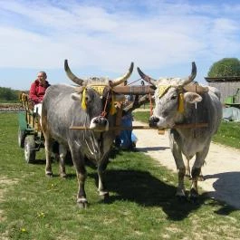 Krisna-völgy Indiai Kulturális Központ & Biofarm Somogyvámos - Egyéb